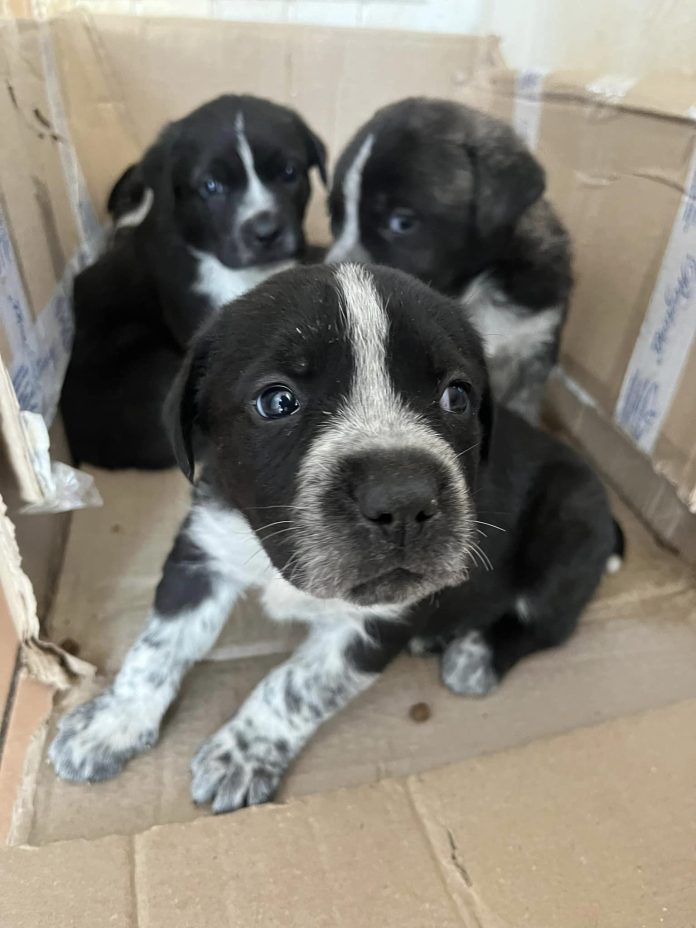 cuccioli abbandonati Genzano